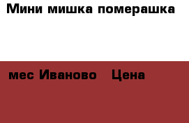 Мини мишка померашка 2.5 мес Иваново › Цена ­ 20 000 - Московская обл., Москва г. Животные и растения » Собаки   